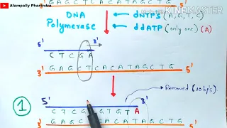 Sanger DNA sequencing | Made easy to understand | Bio science