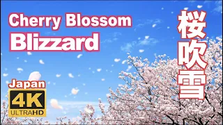 4K  Sakura Cherry blossoms blizzard in Japan  桜吹雪（花吹雪）満開 開花 花見