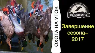 Охота на уток. Сезон 2017