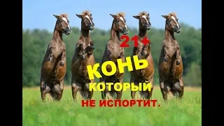 🦓КОНЬ👍 КОТОРЫЙ ВСПАШЕТ, ВЫКОПАЕТ И НЕ ИСПОРТИТ❗ ❗21+❗