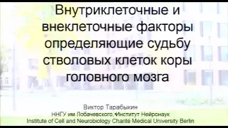 Внешние и внутренние факторы, определяющие судьбу стволовых клеток коры головного мозга Виктор Степа