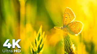 Beautiful Butterflies on Planet Earth in 4K Ultra HD - Scenic Relaxation - Earth Spirit