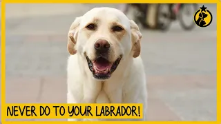 5 Things You Must Never Do to Your Labrador Retriever