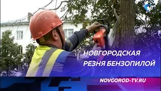 Более 700 старых деревьев исчезнут в Великом Новгороде