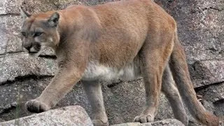 Walk in the Park: Cougars, Mountain Lions, and Panthers!