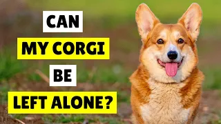 Can Corgi Dogs Be Left Home Alone? 😱