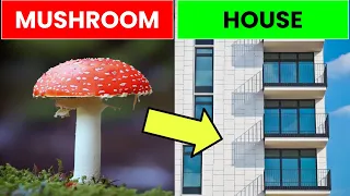 Grow Your House from Mycelium Mushrooms | Future Technology & Science News 53