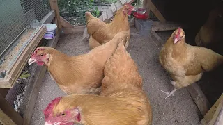 A day with the Buff Orpington Chickens