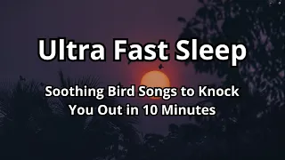 Ultra Fast Sleep: Soothing Bird Songs to Knock You Out in 10 Minutes