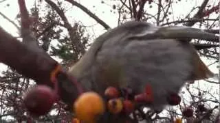 Gluttonous Sparrow