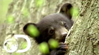 Baby Black Bear Climbs Tree To Escape Predators