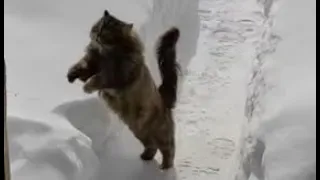 Пушинка и Чернуха умные кошки / Smart cat