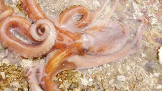 Octopus & catch the sea to find a huge pit, octopus can be caught casually