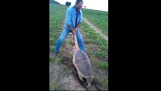 The power of the GIANT ARMADILLO