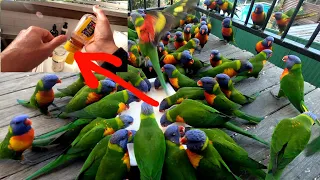 Lorikeet attracting SECRET FORMULA!!!🤓⚗️🧪🍲🌈🦜🦜🦜🦜😀😍😊