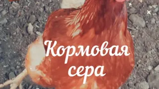 Кормовая сера. Сера для кур