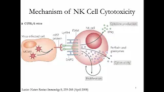 Immunology Lecture 27: NK Cells
