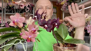 transplanting a blooming orchid into SUPER GROUND is easy and affordable for EVERYONE