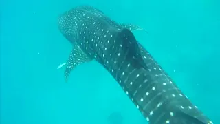 Дайвинг на Мальдивах 2018. Китовая акула. Whale shark. Diving. Maldives.