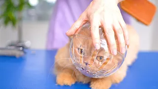 Very scary cat!! 😻🛁✂️❤️