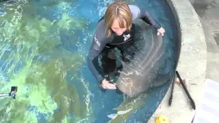 Shark Training at the Aquarium of the Pacific