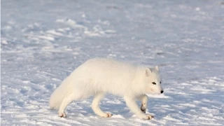 Amazing Facts About The Arctic Fox