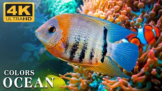 [NEW] 8HR Stunning 4K Underwater Footage - Rare & Colorful Sea Life Video - Relaxing Music