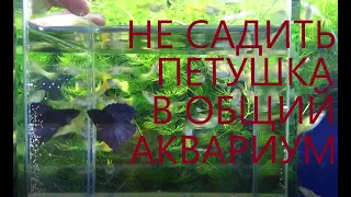 ЕСЛИ ПОСАДИТЬ ПЕТУШКА В ОБЩИЙ АВАРИУМ -- СЛУЧИТСЯ ЭТО!