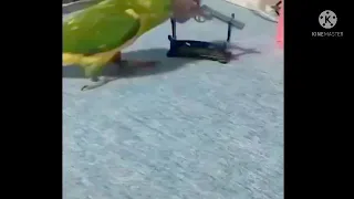 Baby Animals Funny Parrots and Cute Birds Compilation ( 2019 ) Loros Adorables Recopilación # 4