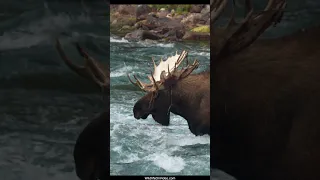 Huge Bull Moose Finds His Girl During the Rut