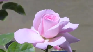 Time lapse rose flower opening