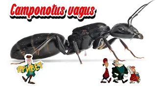 Camponotus vagus (чёрный муравей древоточец) и доктор Ливси.