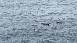 Orca Pod | Killer Whales seen playing from Auskerry, Orkney