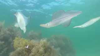 Squid egg laying scenarios Rye Jetty.