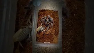 Can You Gess Who Wins?Scorpion vs Tarantula🦂🕷🔥#InsectWars #Insects #Arachnid #foryou #fypシ゚viral