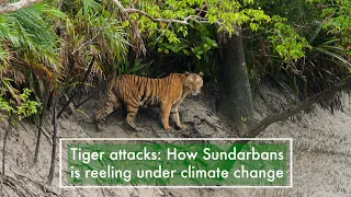 Tiger attacks: How Sundarbans is reeling under climate change