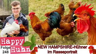 New Hampshire-Hühner und Zwerg-New Hampshire im Rasseportrait bei HAPPY HUHN Geschichte + Zucht E248