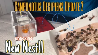 Camponotus Decipiens Update 2 | New Nest Unboxing!