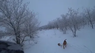 Охота на зайца с гончими  2019г 1