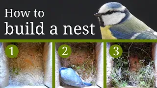 How Blue Tit Builds a Nest (Quickly)!