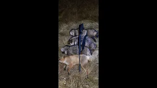 Енот на приваде 3/ Raccoon dog