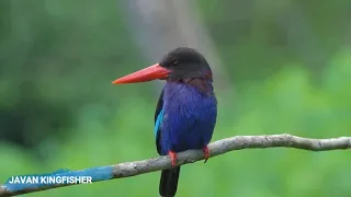 BEAUTYFUL SMALL BIRDS AND THEIR NAME AND SOUND