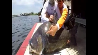 Go Pro Hero 5 Video  100KG Giant Siamese Carp Fishing Thailand  BKKGUY