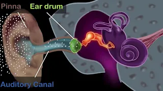 Human ear - structure & working (Hindi) | Physics | Khan Academy