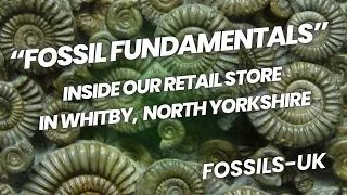 Fossil Shop:- Natural Wonders Ltd. Our Fossil and Crystal Store in Whitby North Yorkshire