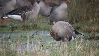 Pink footed Goose   Kleine rietgans   Munnikenpolder   The Netherlands   Luuk Punt 240210 1