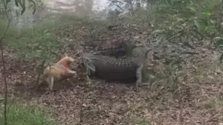 Fiesty dog gets eaten by a crocodile