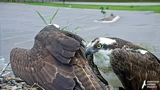 Iris Receives A Visitor At Hellgate Osprey Nest – July 1, 2020