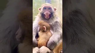 Monkey face Funny smile || Bandar Mama/Monkey Status#shorts2023 #youtubeshorts #newvideo