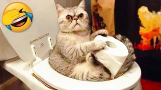 Funniest Cats Videos - Best Funny Animal Videos 2022